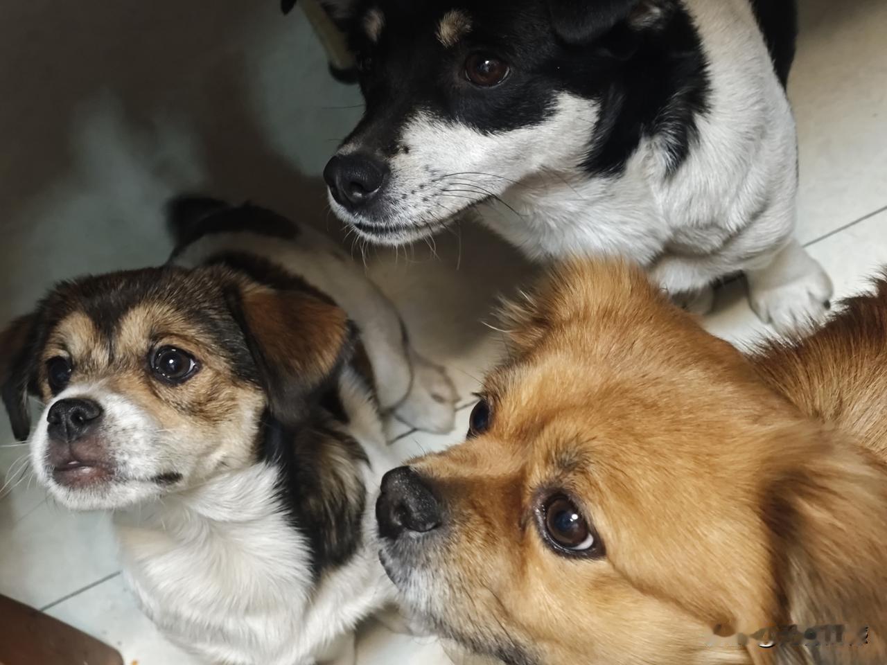 一家三口，目视前方，它们的眼神里充满了期待，充满了渴望，这是非常懂事的毛孩子，黄