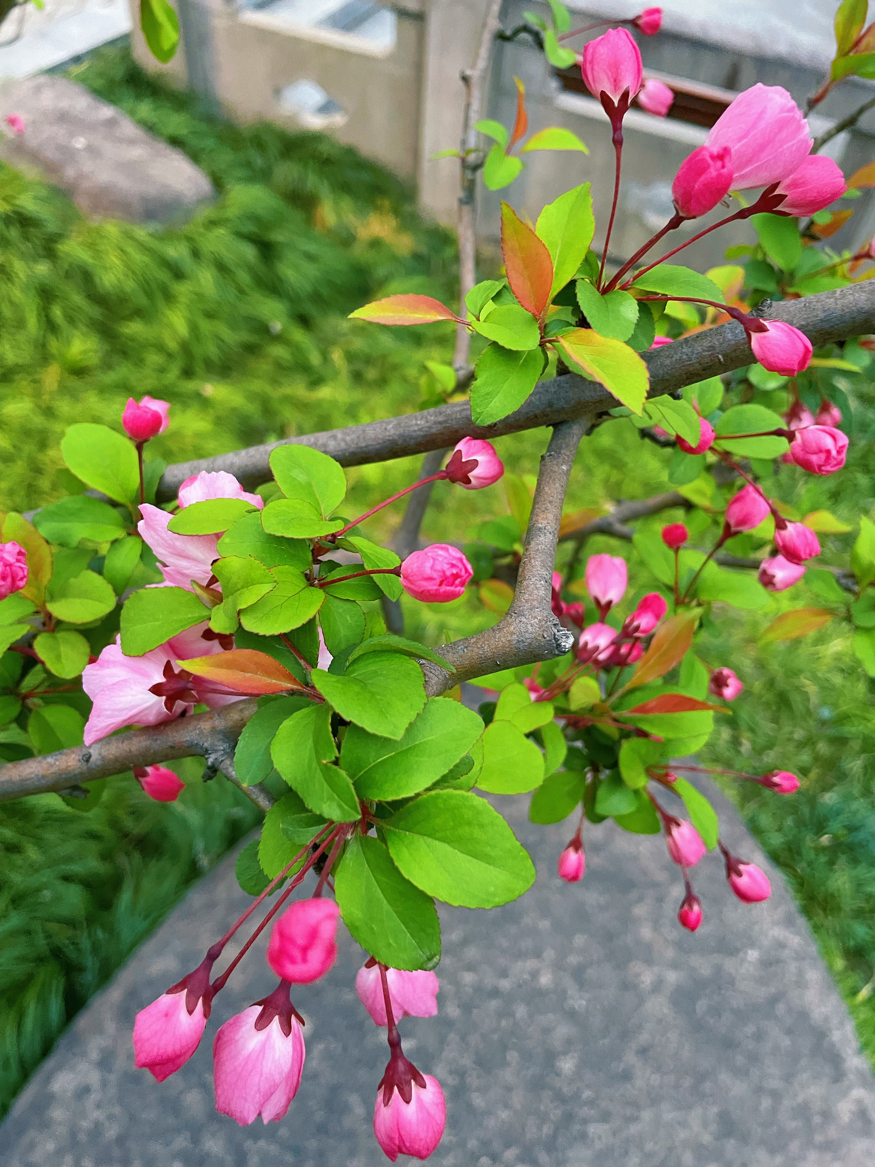 垂丝海棠都开了。又是一年上有天堂，下有苏杭。 