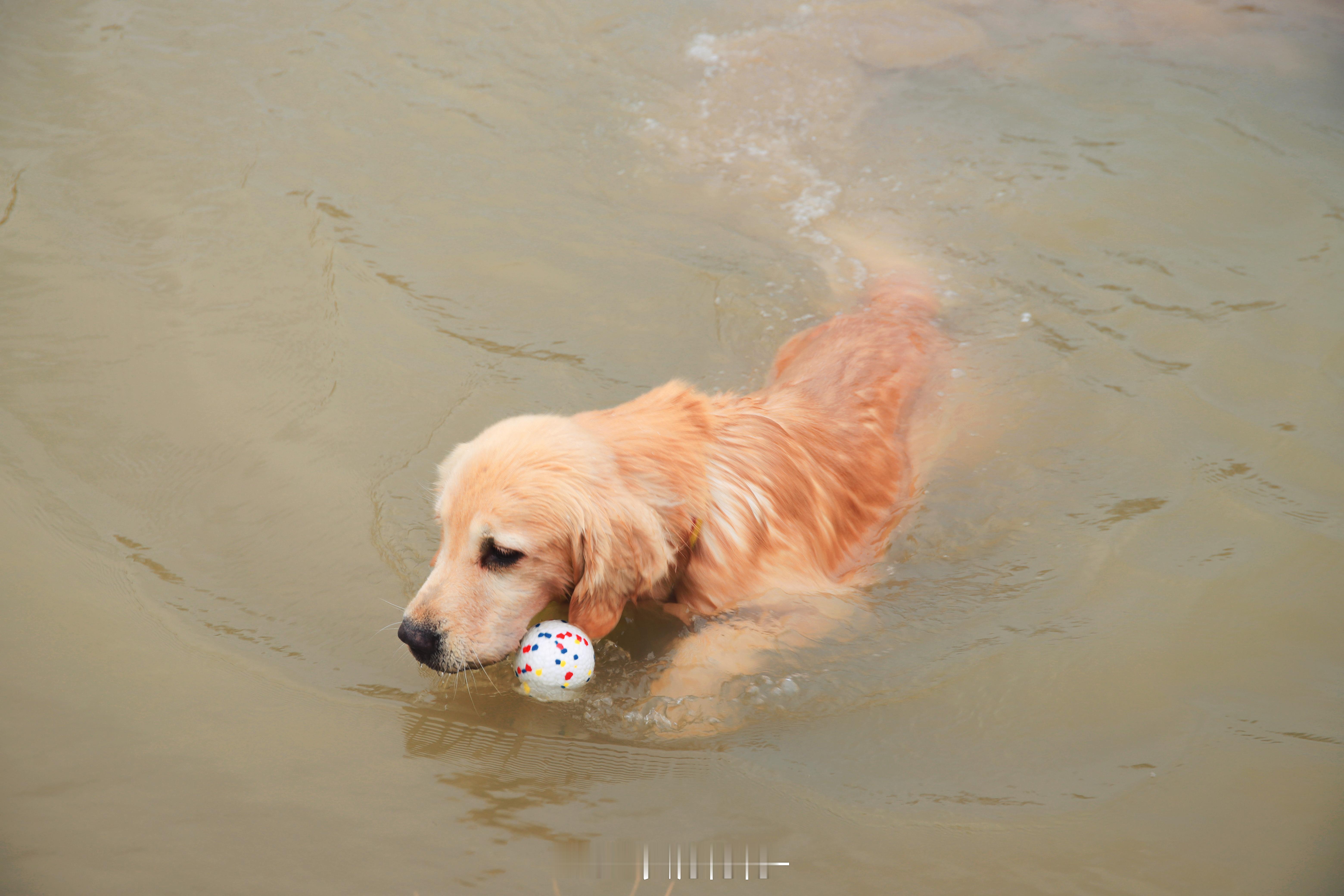 钛7真是咱们养宠人的“好搭子”有没有人一起遛狗哇～～ 