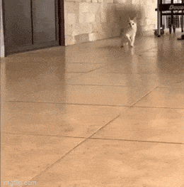猫猫玩球，尬了又尬 ​​​