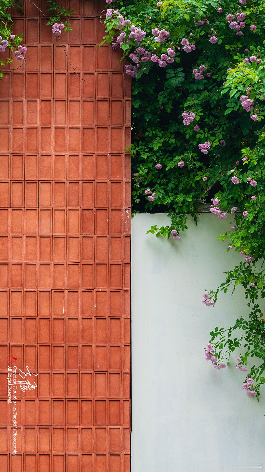最近蔷薇开的也是很拼了金陵城事记录我的城市总要来趟南京吧