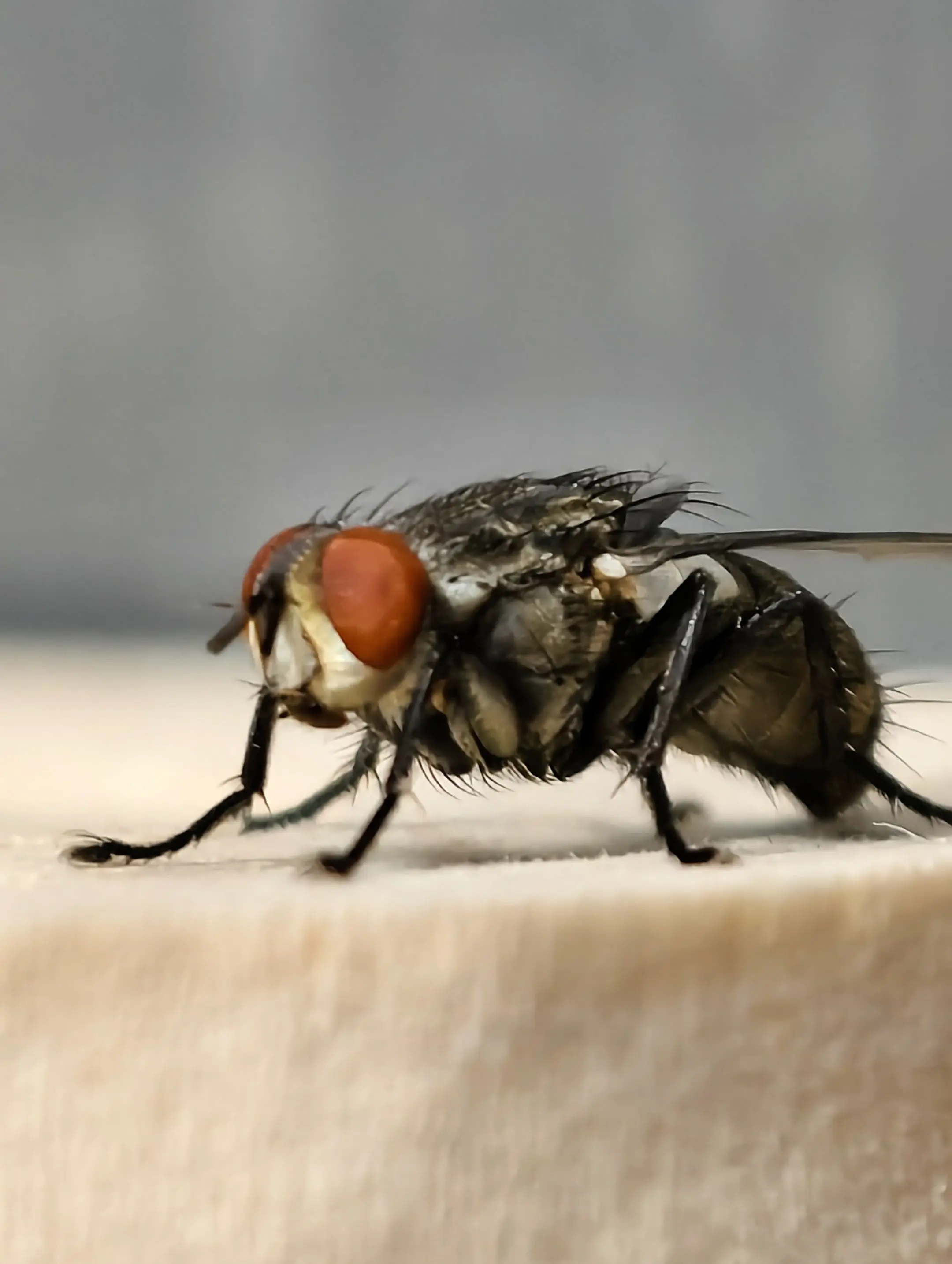昆虫世界 奇妙的动物万物皆有灵性