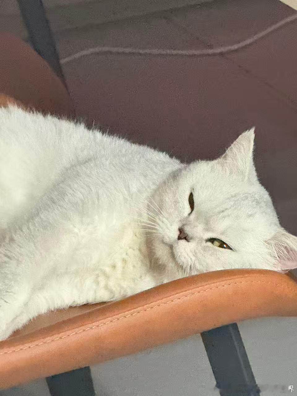 泉州流浪猫领养银渐层找领养！厦漳泉我都免费送养上门，但既然捡到了肯定是要对它负责