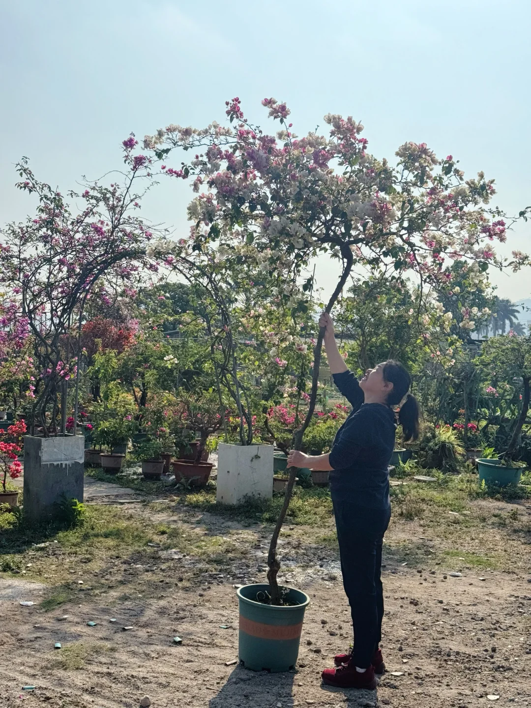 你们觉得这颗原桩红樱值多少钱？