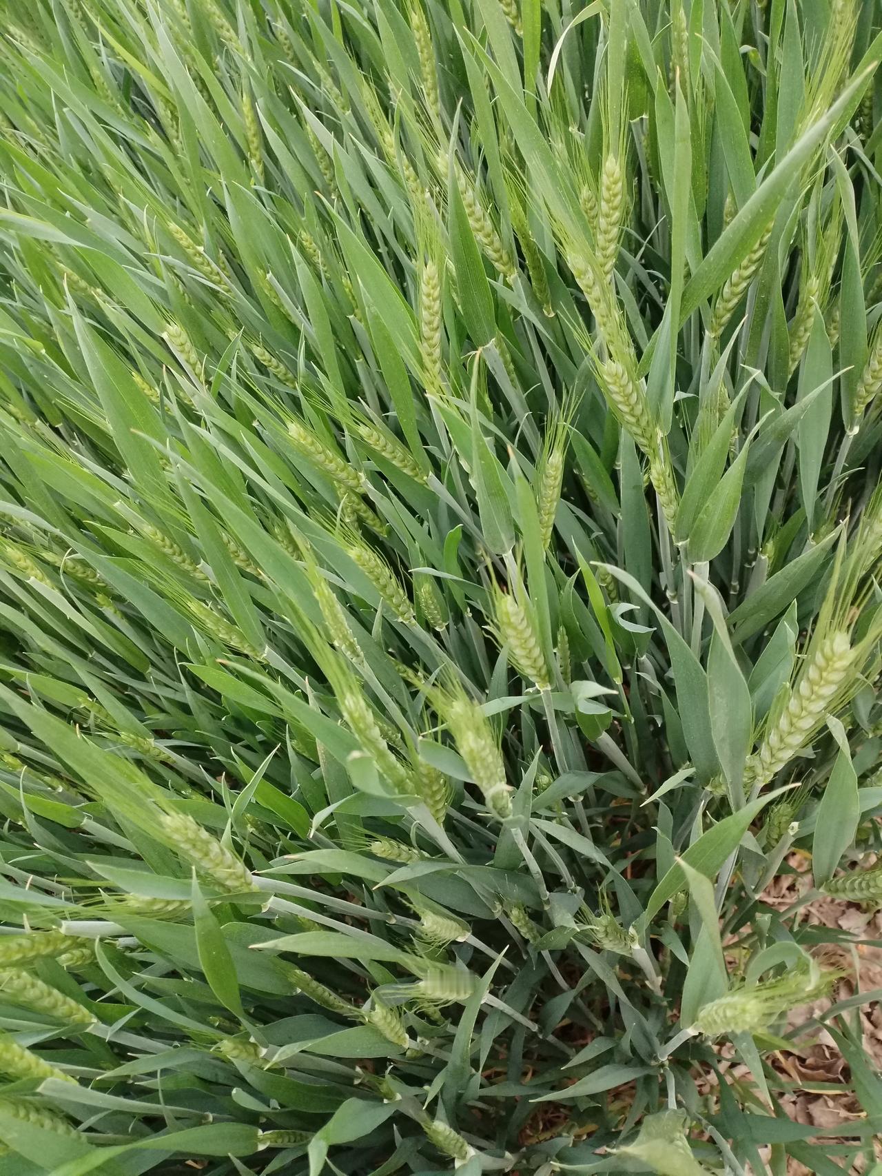今年小麦长势不错