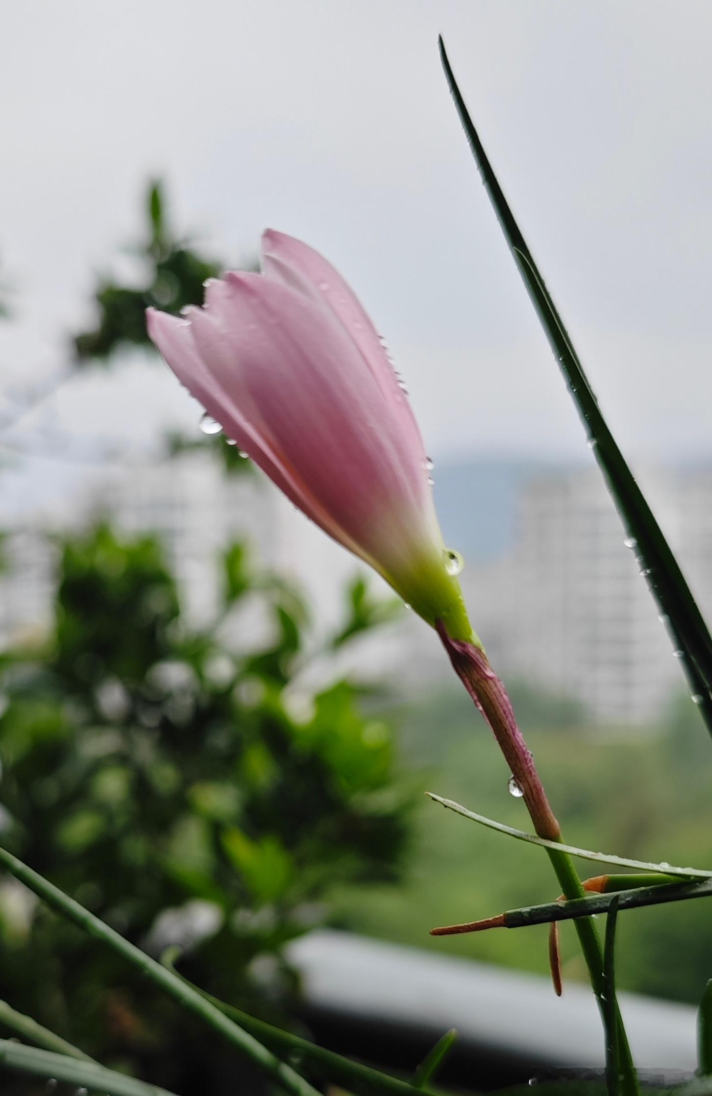 植物 阳台上有朵风雨兰，在雨天绽开了。 