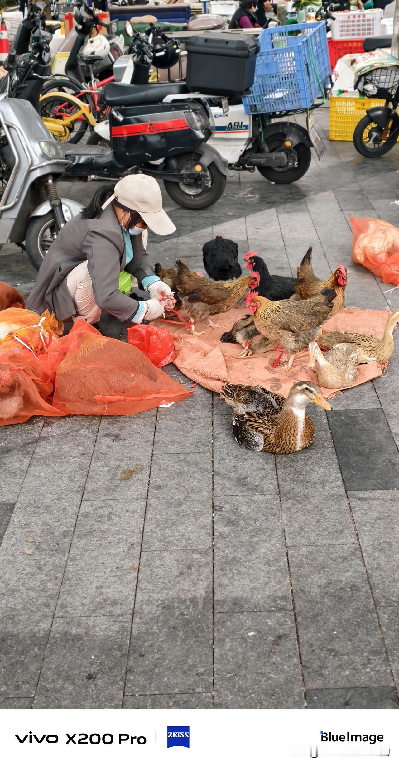 问个问题，深圳市内可以卖活禽活鸡吗