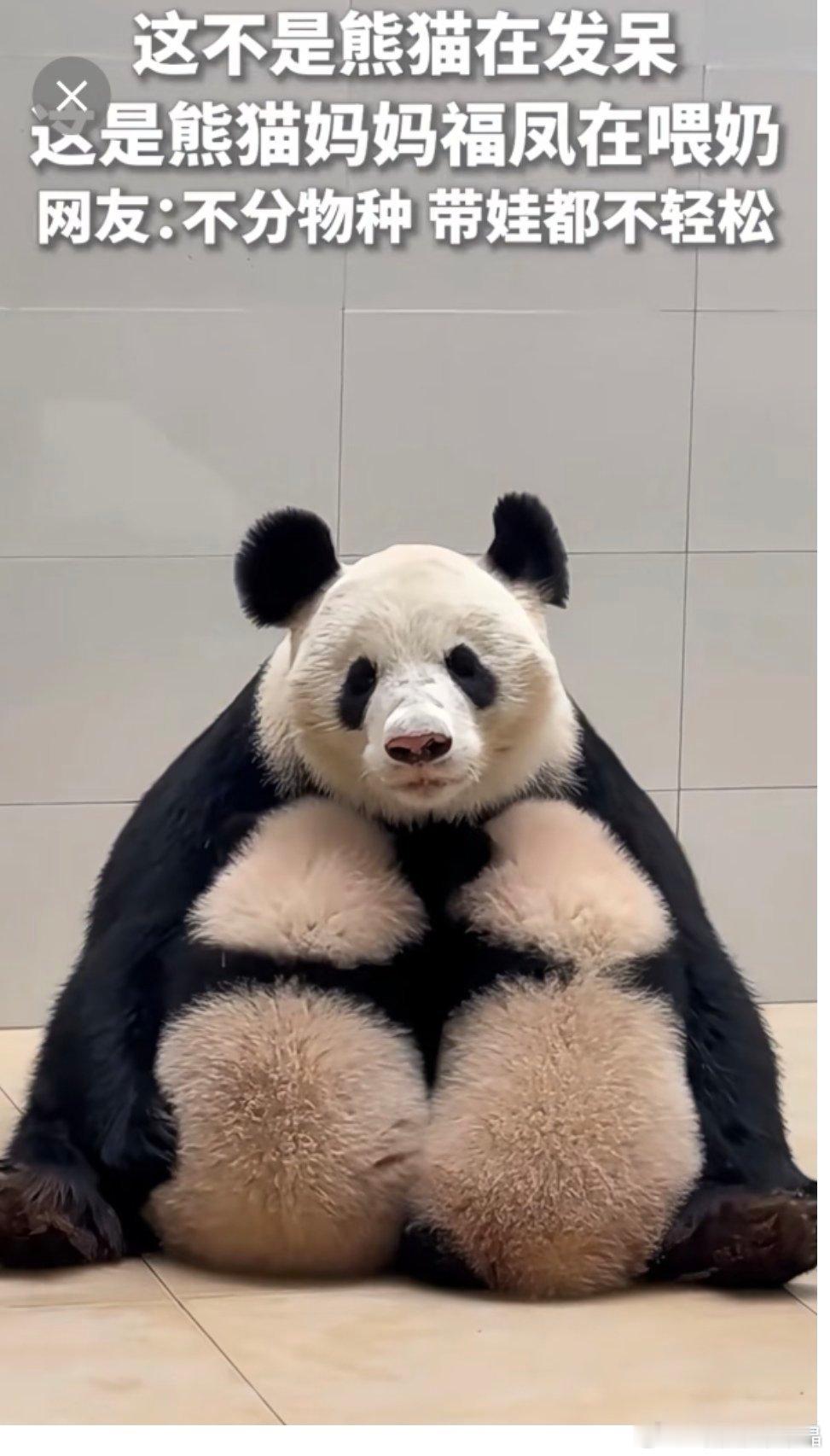 吴倩曾回应被网友说眼里没光了大熊猫当妈妈都会眼里没光，太累了 