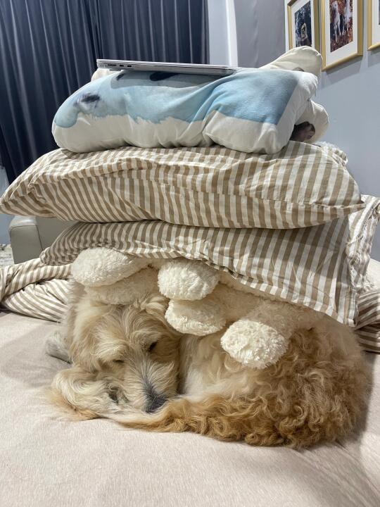 我的狗呢