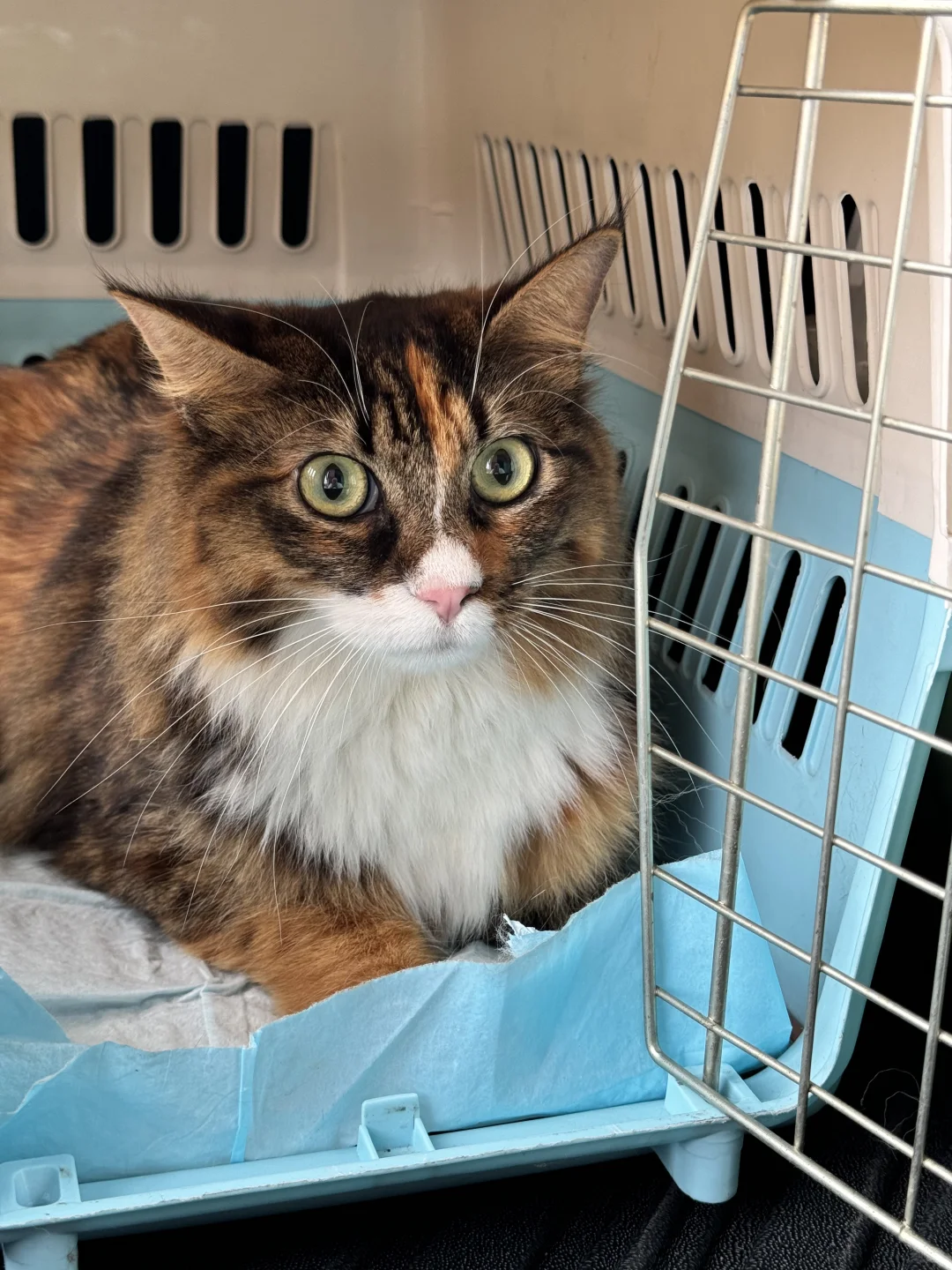 如何让猫咪尽快适应环境变化