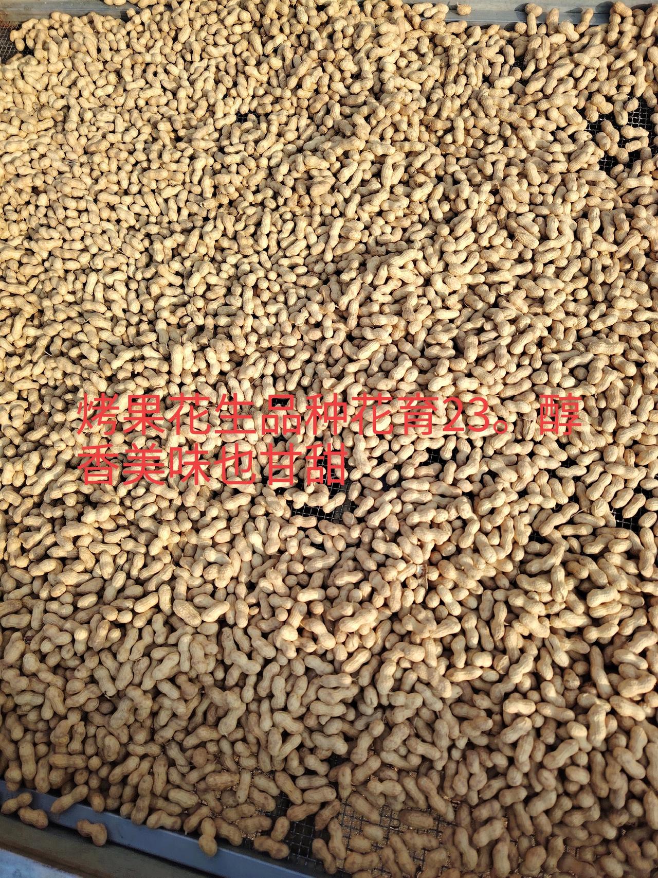 一一兔哥
山东花生新品种花育23号，产量高品质优，烤花生消费量占首位，受到消费者