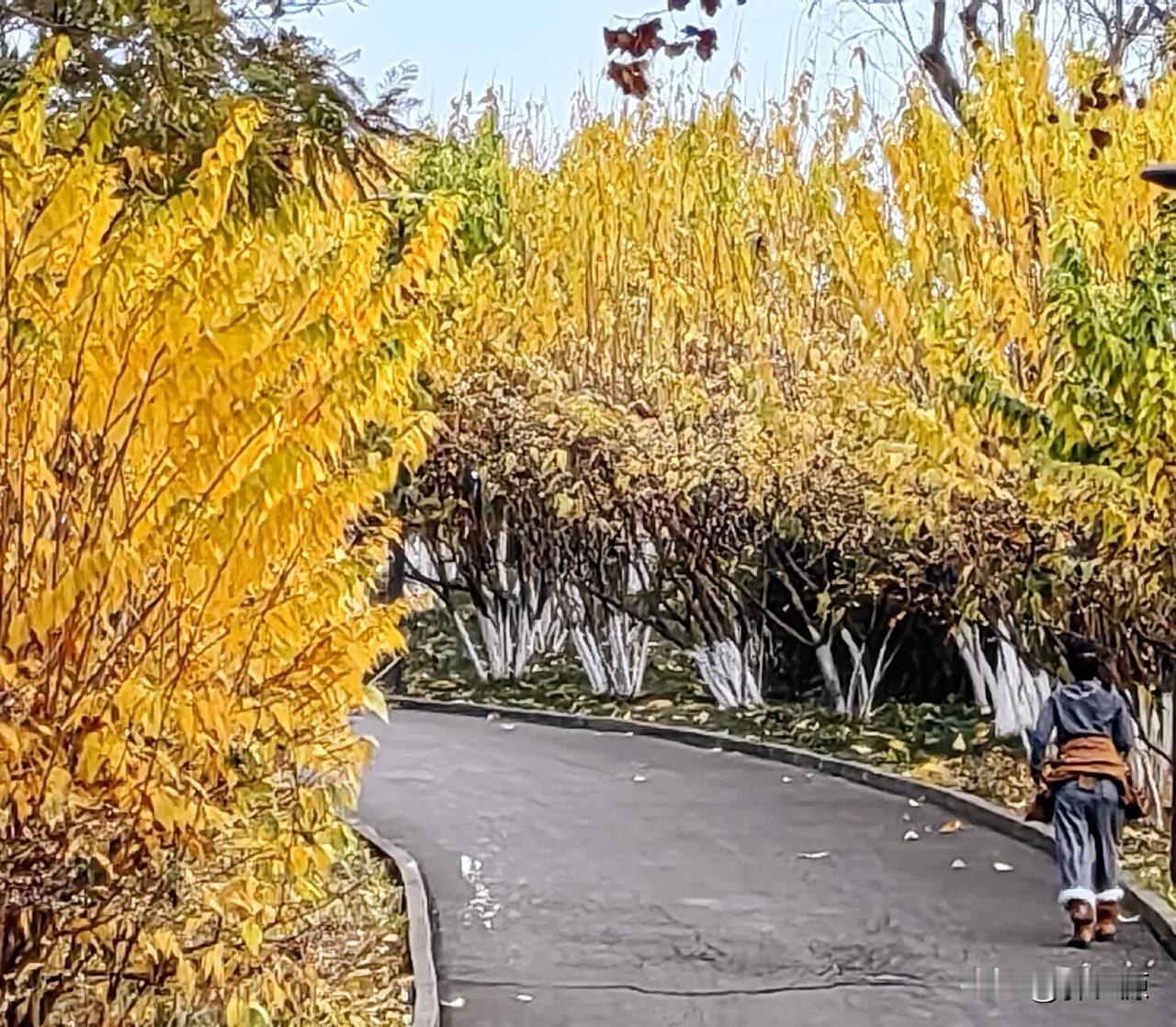 寒风凛冽，万州区太白岩山顶公园，腊梅花竞相怒放，金黄色的花朵，散发着扑鼻的花香，