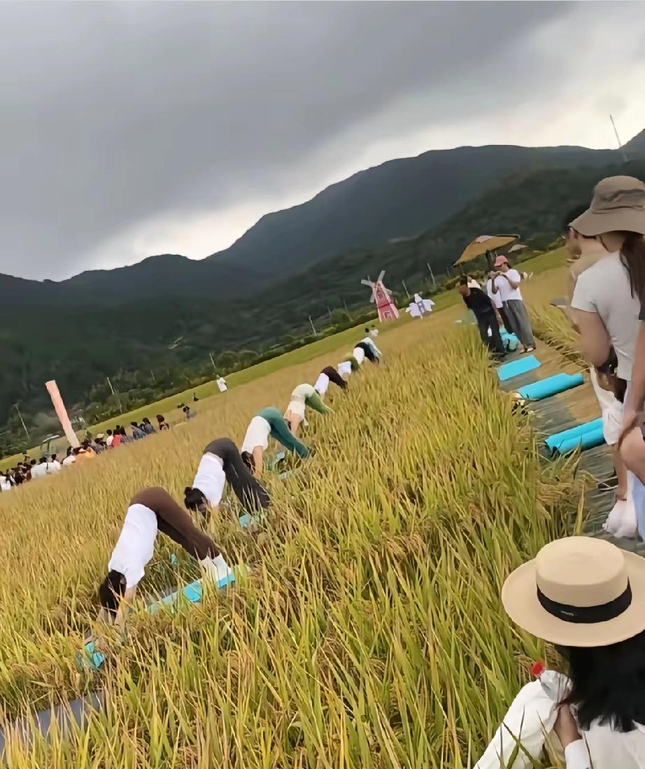 从来没有想过有一天稻田和瑜伽能扯上关系，然而在稻田练瑜伽，你怎么看？


 
最