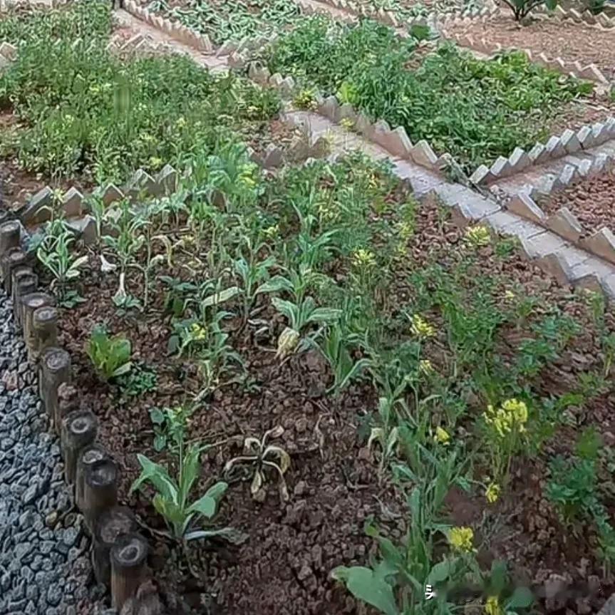 我家有个小菜园，那可真是一片充满生机的小天地。
今年种了胡萝卜、土豆，还有一垄辣