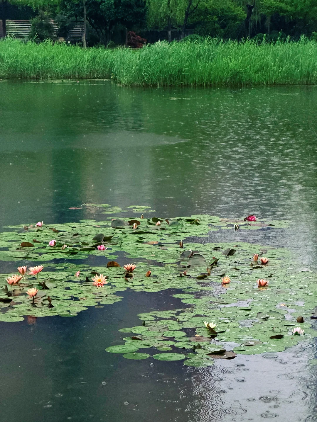 4月21实拍！🪷武汉｜西北湖睡莲开啦