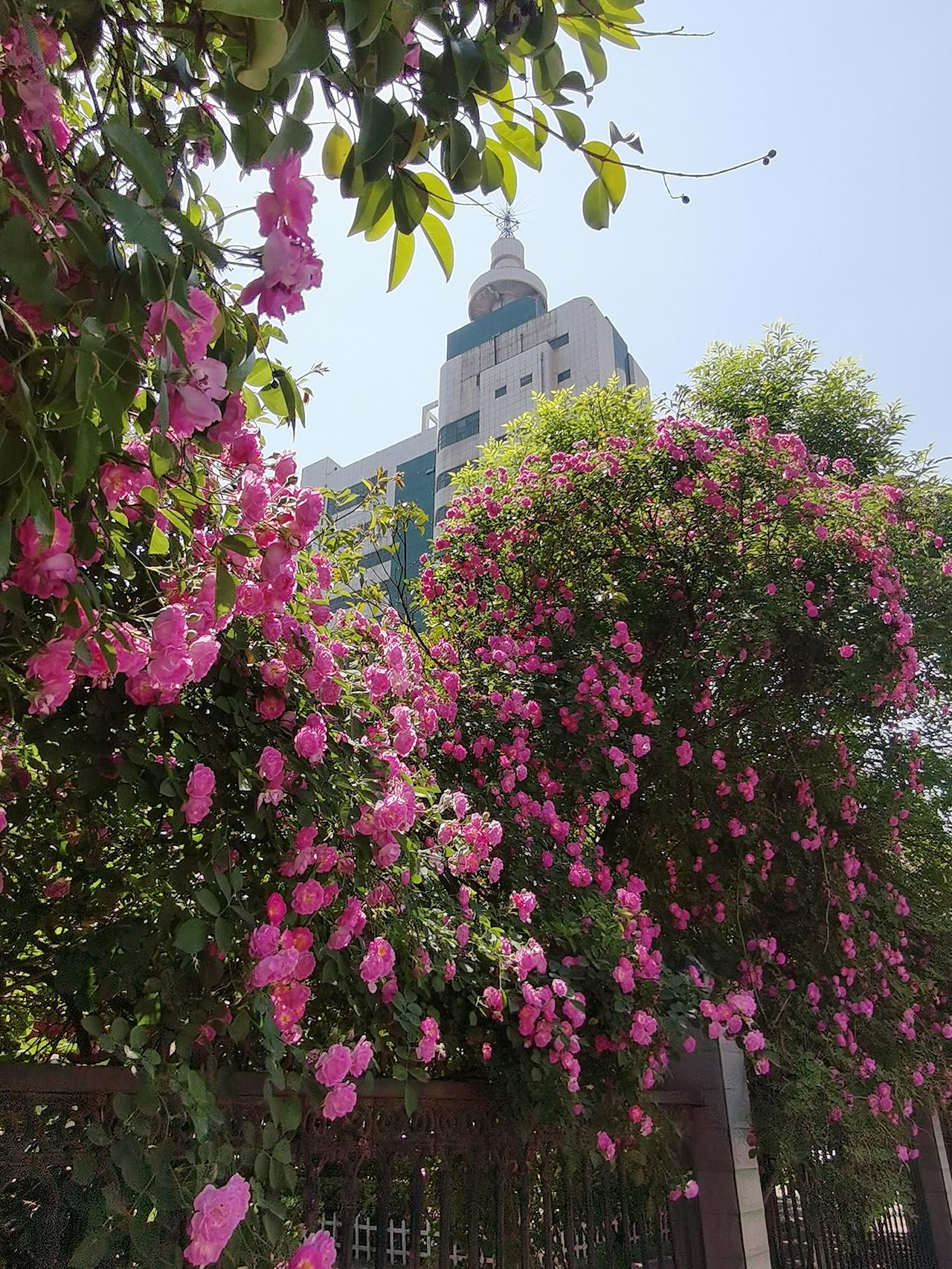 有没有漂亮的花朵图片蔷薇花开，蜂蝶自来。春光灿烂，缤纷多彩。