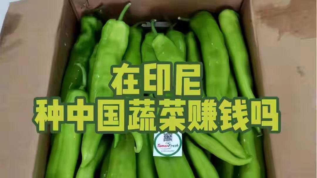 老外想不通：中国农民种地年入50万，凭啥？

2020年印尼疫情封城，中国工厂几