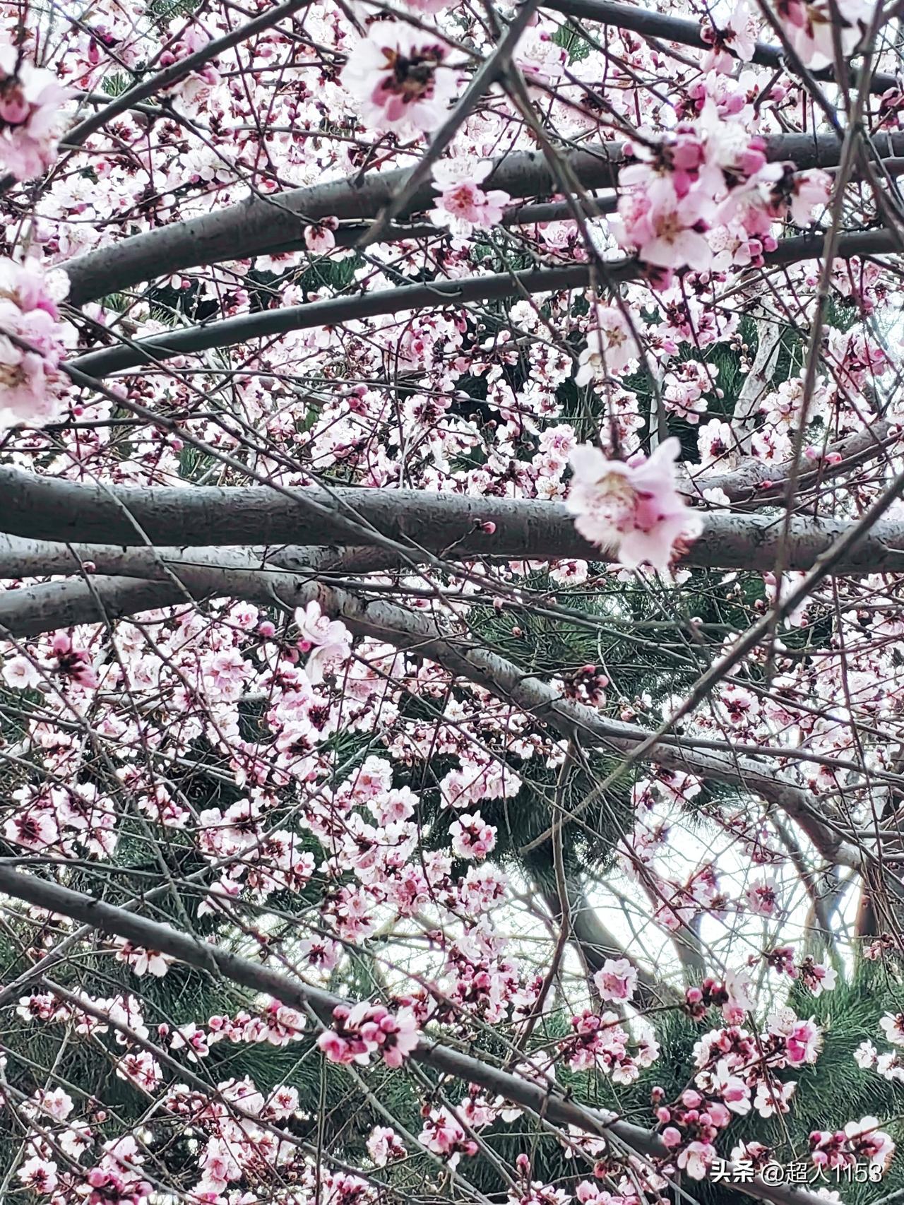 春天来了微风拂面，昨天来到了长安公园，美丽的桃花在阳光下盛开了。

公园里的绿植