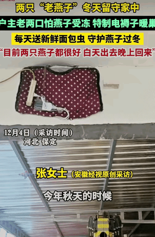 “这才是真正喜欢小动物的人！”河北，两只“老燕子”无力南飞，竟留在了一老两口的家