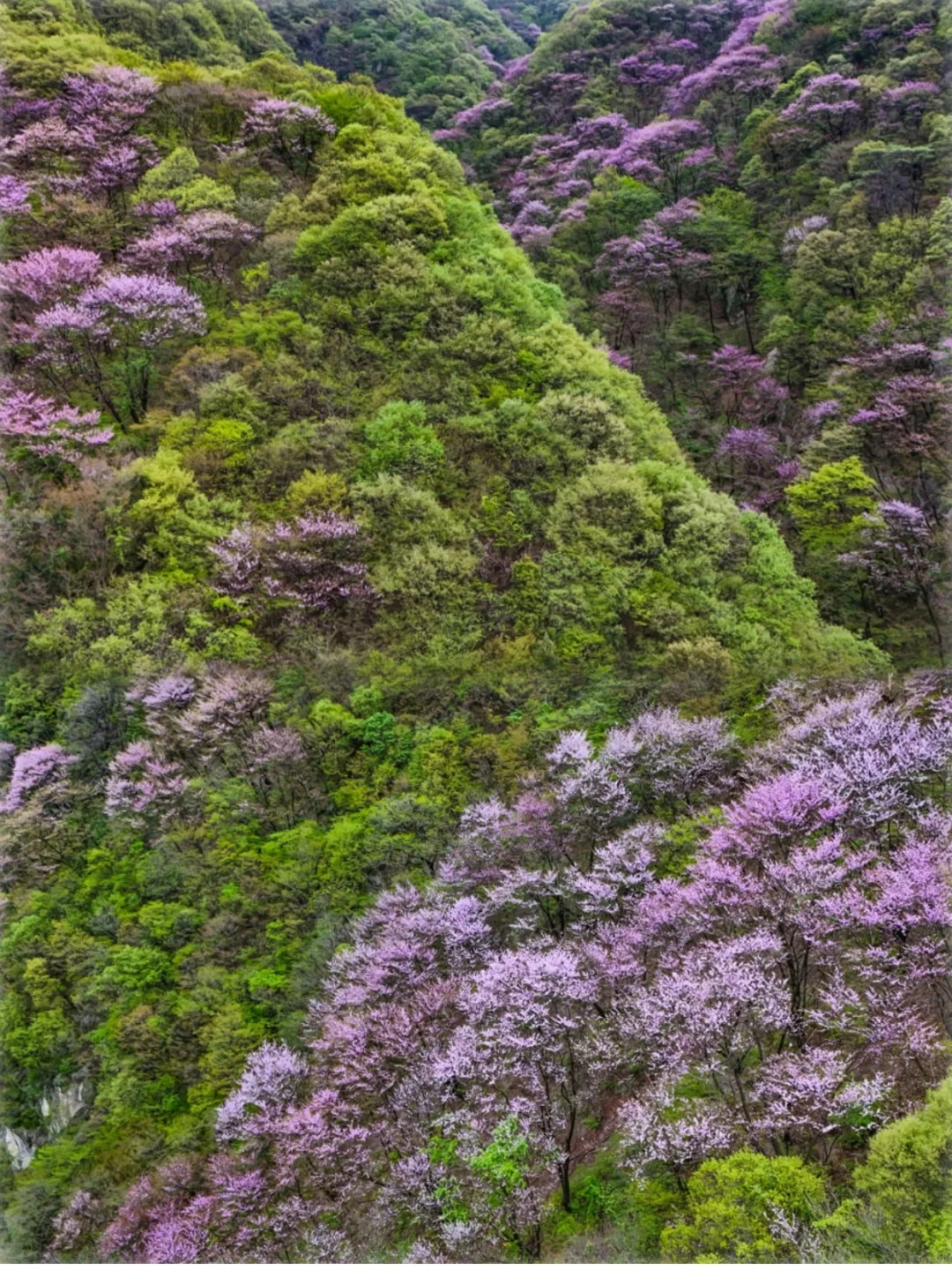 周末刚回❗️这片紫荆花海🌸盛花期到了