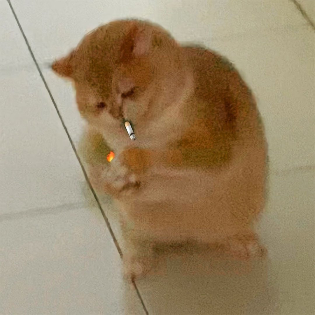 谁能拒绝憨憨的小猫咪｜萌宠｜可爱表情包 