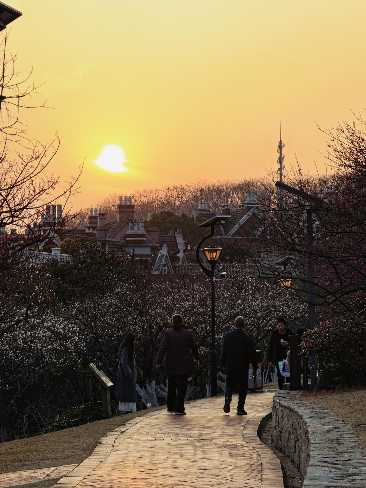 它耐寒，能快速的捕捉到春天的味道，它知道渐暖的春天马上就要到来了，争相绽放，拔取