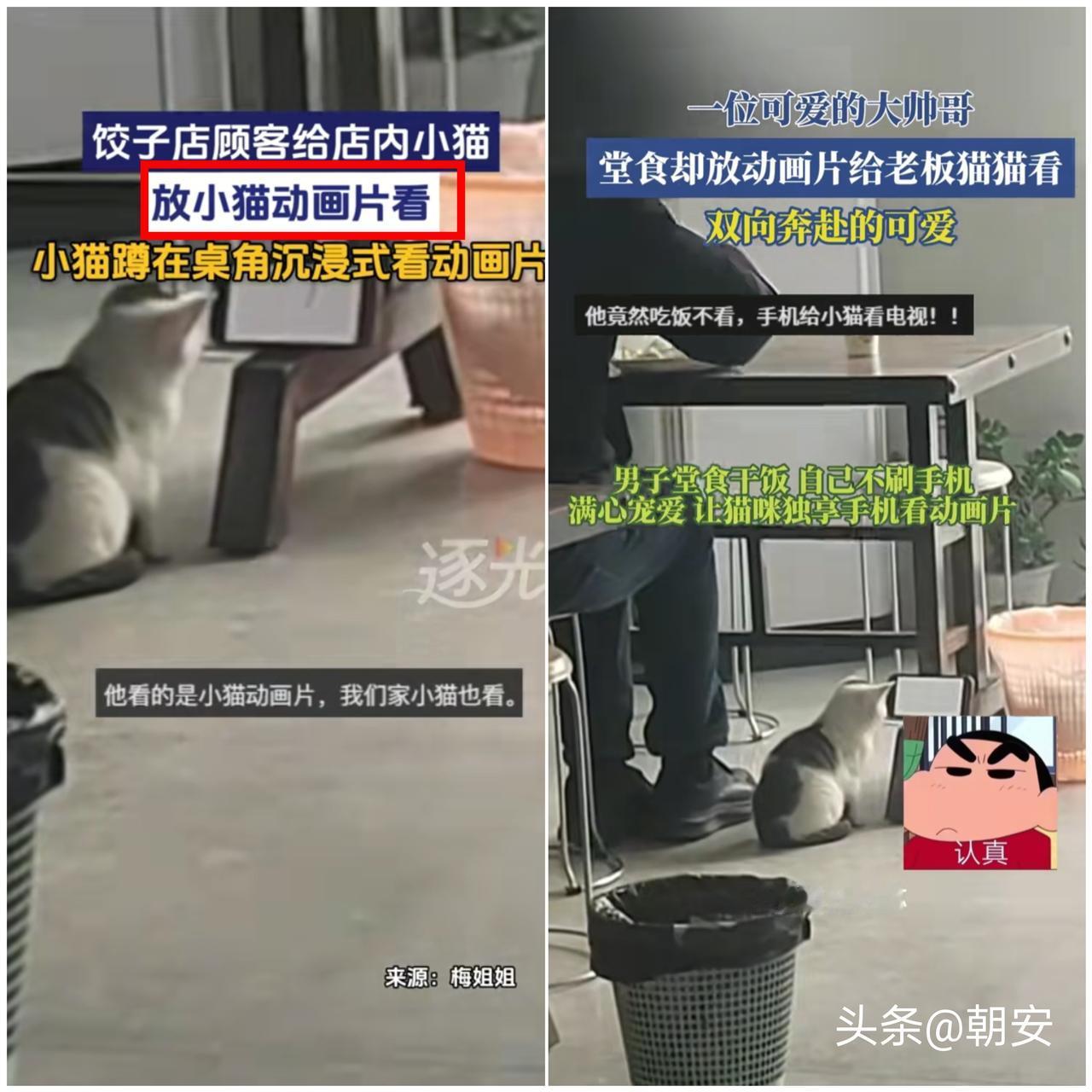 笑不活了！

江苏大哥去餐馆吃饺子，竟给店主的小猫支棱起手机放动画片，小猫还  