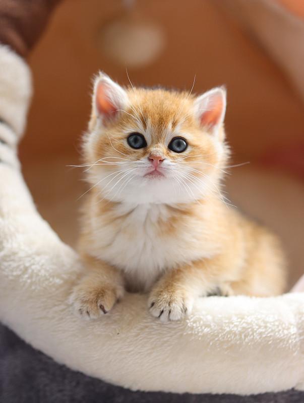 今天下班的路上。遇到了一只小猫咪。它真的好可爱呀！超级喜欢它。准备把它带回家