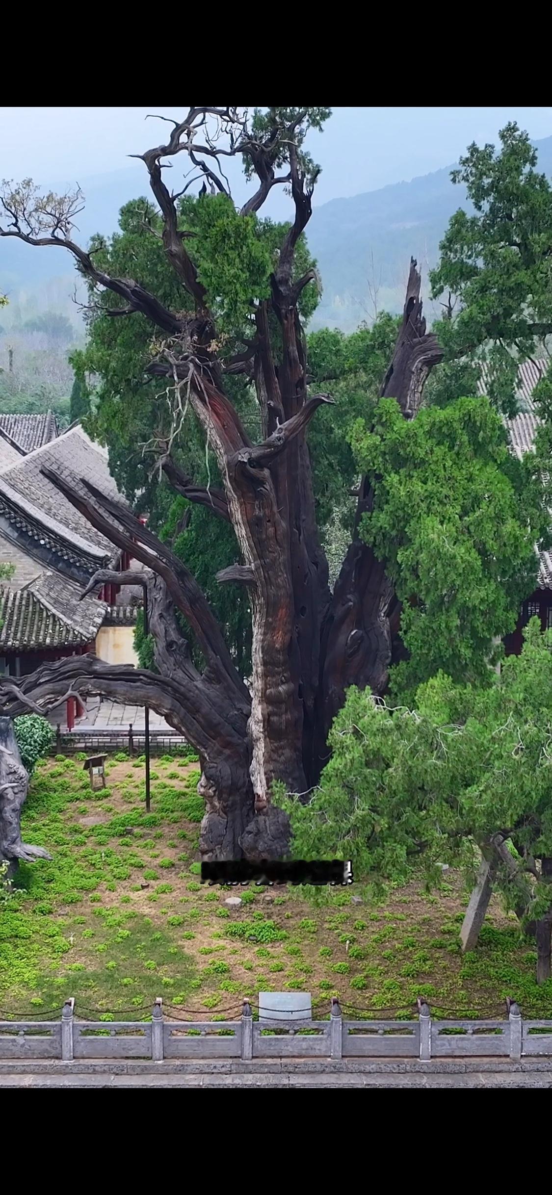 眼前看到这棵就是全世界树龄最老的一棵柏树，它比秦始皇还要大2000多岁，当年乾隆