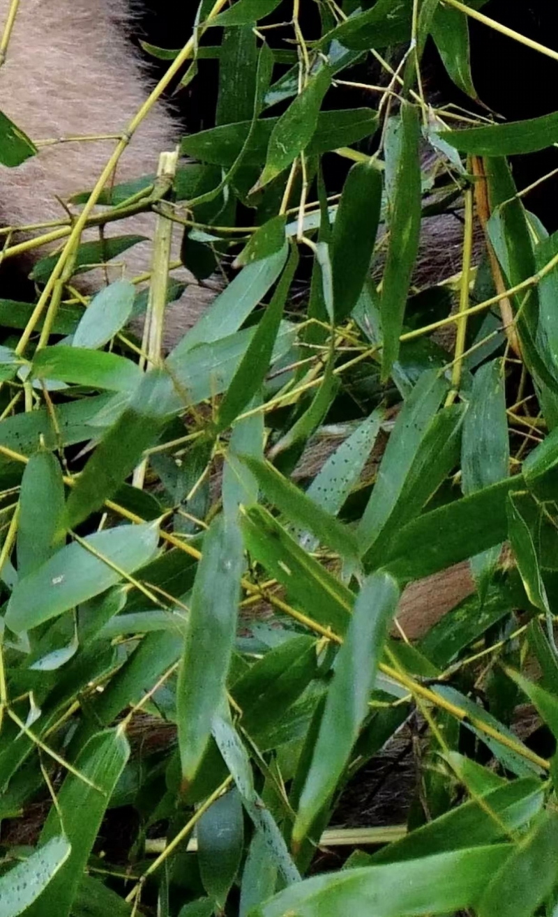 #重庆动物园紧急召回变质熊猫竹#【熊猫食用竹变质出现黑斑的重庆动物园：曾表态加强