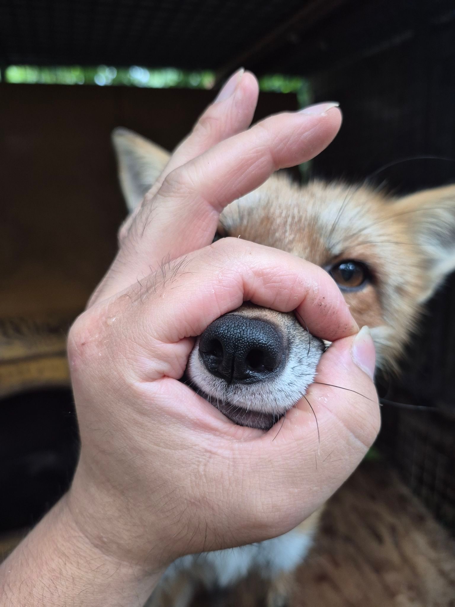狐狸 O狐狸K©️kon_fox_village 