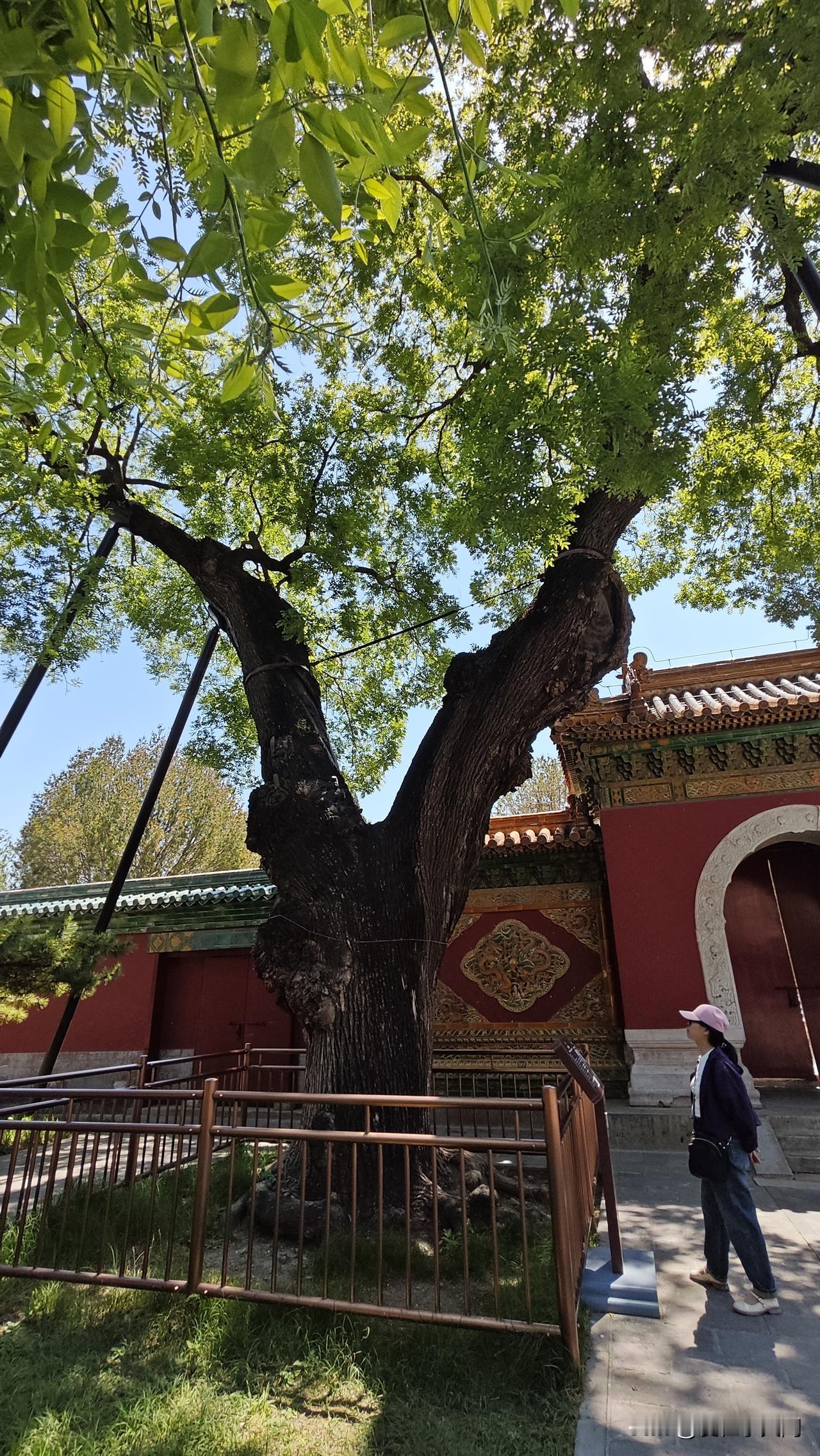 今天是中考倒数第14天。

二模成绩出来。小子这次二模比一模进步了一点点，数学考