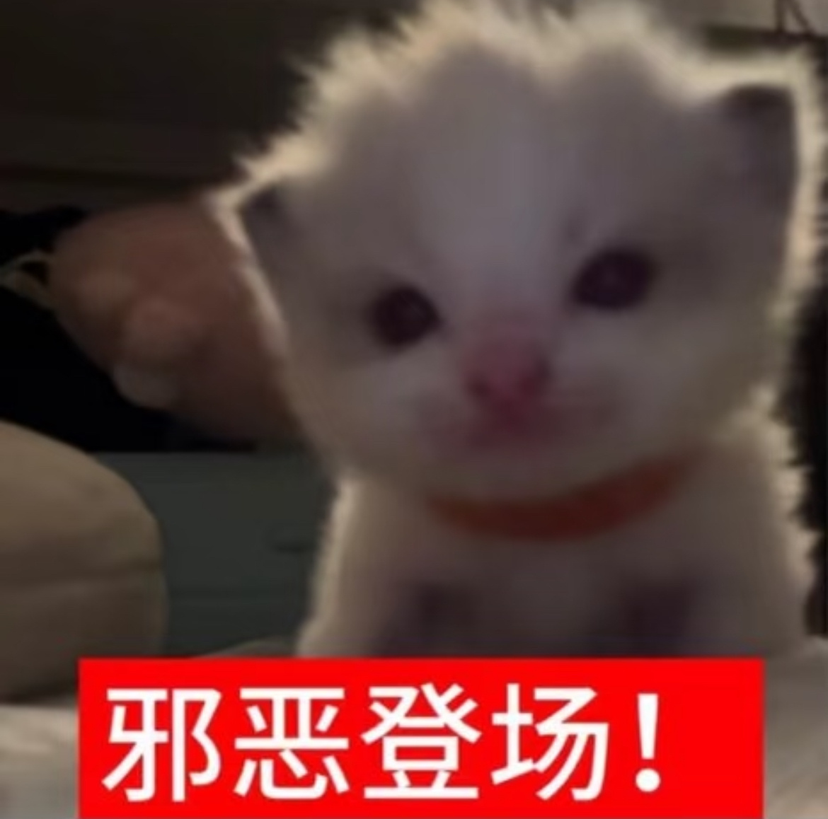 哈喽👋大家好 