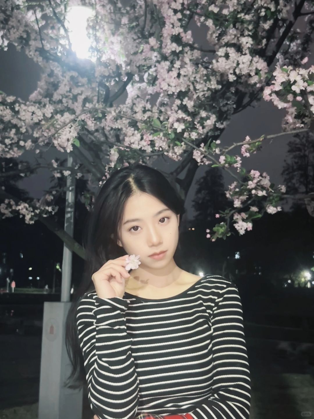 夜樱