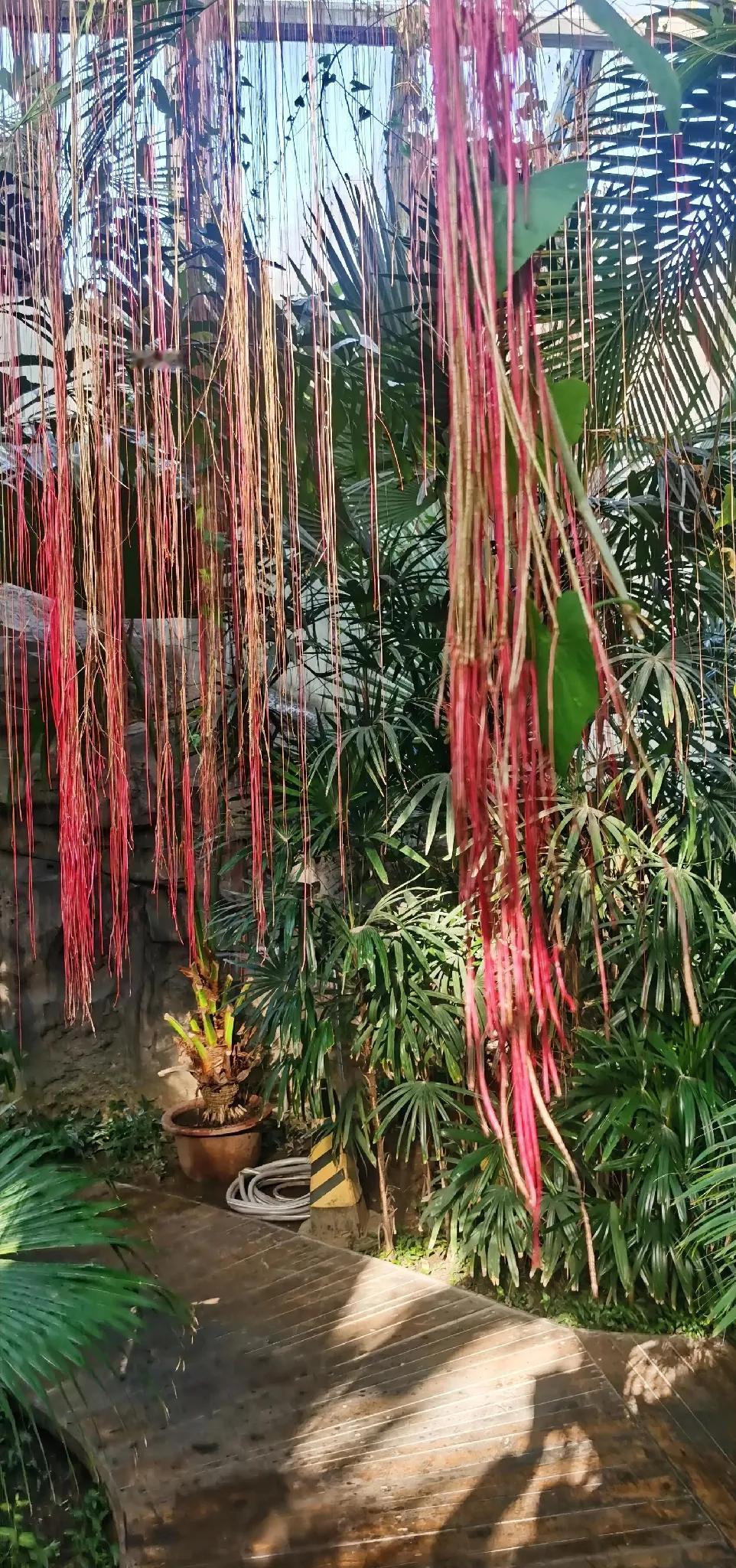 热带雨林中的神秘植物，美不胜收！🌴🌿🍃