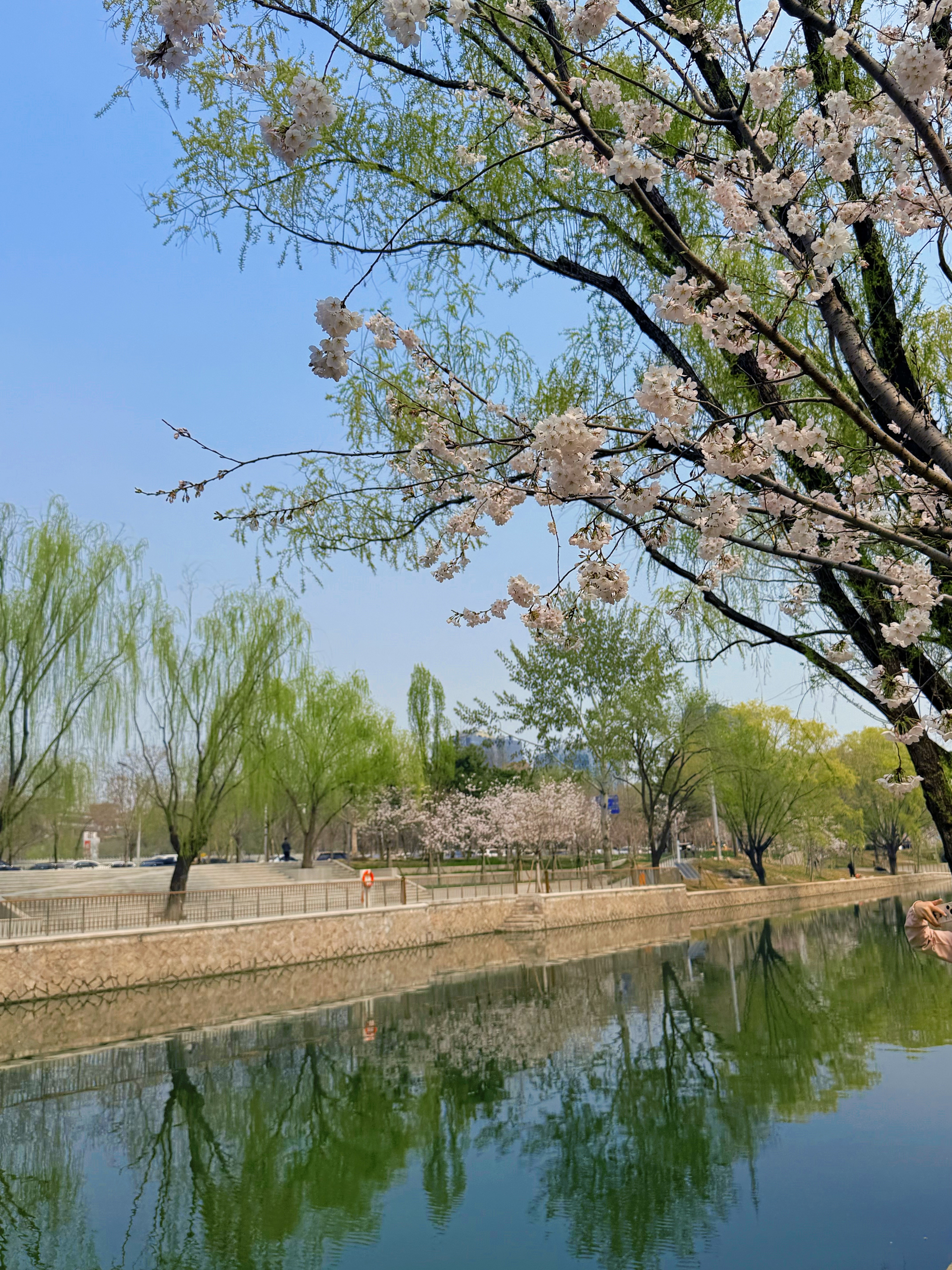 继去年的海棠花溪后，今年又能看到樱花海～不得不说，街道社区在绿化美化这方面真的做