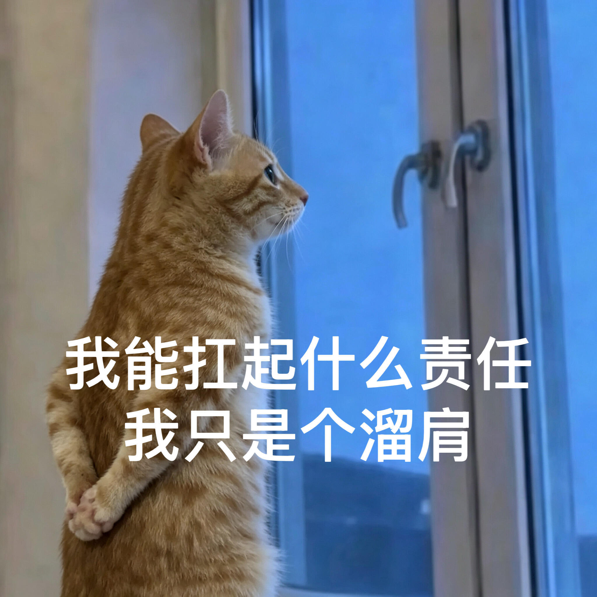 闺蜜撂挑子不干了，本人只能正式回归。