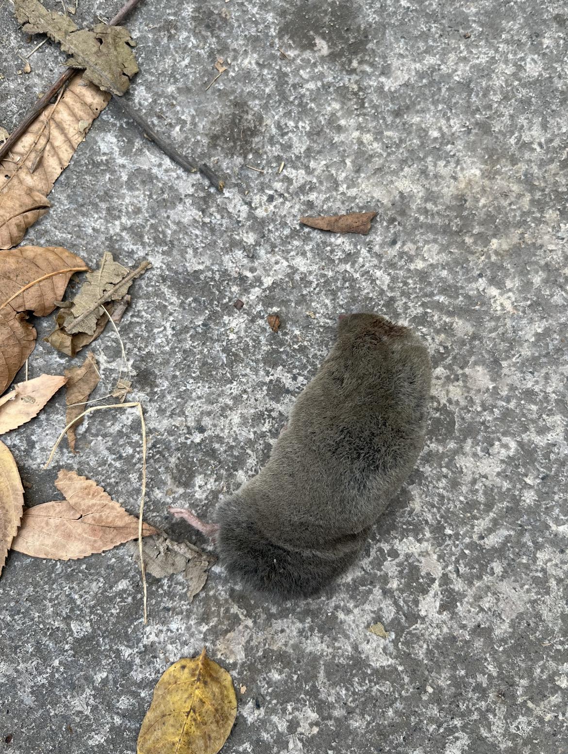 原来，四川真的有这种小动物！

早上，在路边看到这个小动物，毛绒绒的，大概是受伤