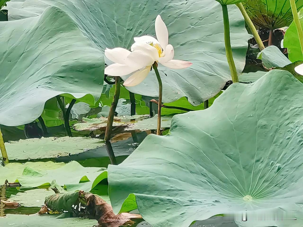 一一荷叶浮莲叶

一一荷花映池塘

一一【原创摄影】

一一拍摄于天津水上公园