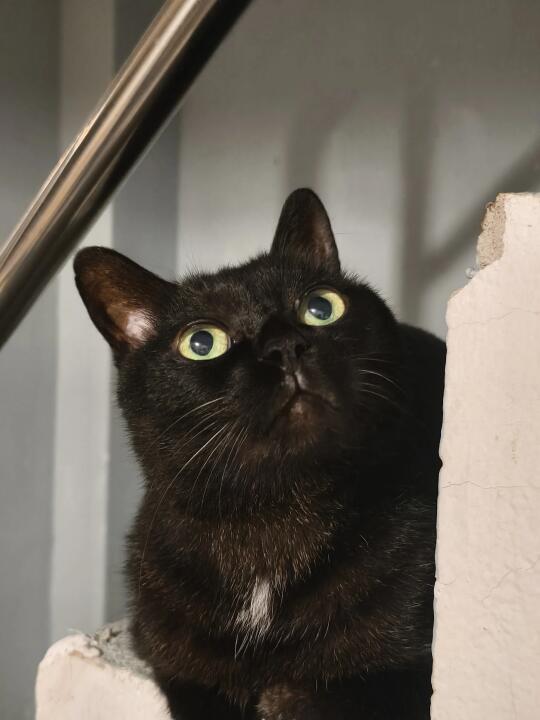 谁敢相信这奶呼呼的是马上要15岁了的猫爷爷