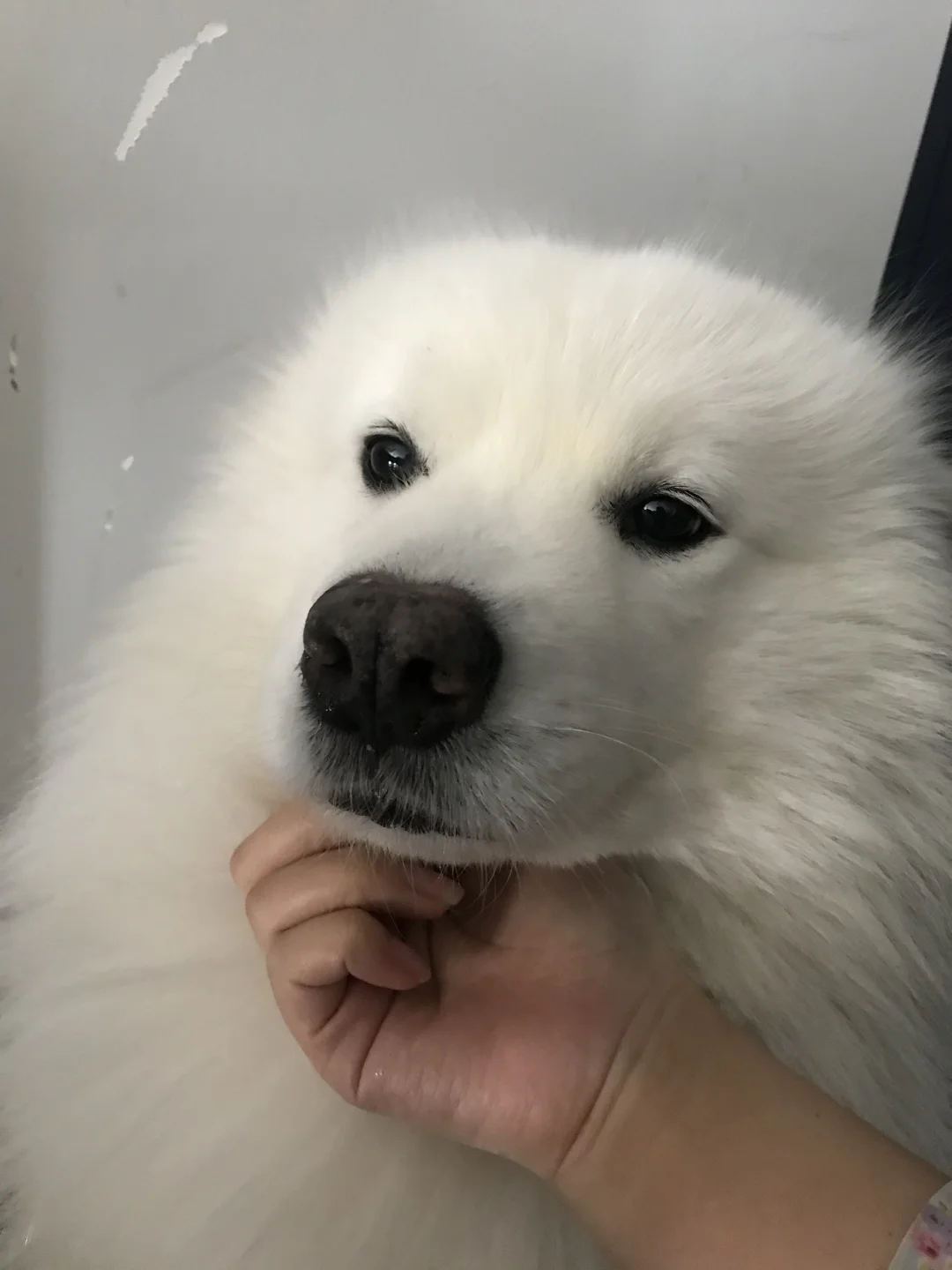 万一你没见过海豹呢