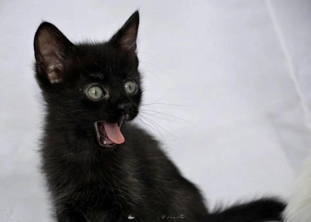 【GPT-5.2来了！碾压44类专业工作，编程同价位无敌，但…速度太慢了？🐢】