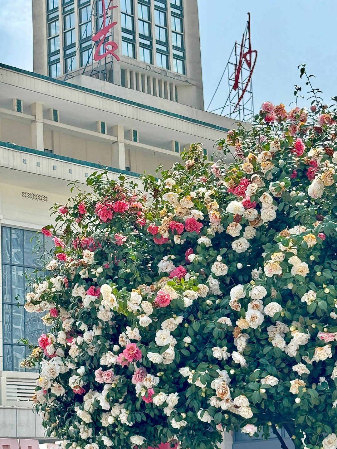 永远可以相信长沙春天🌸彩色山茶花好出片！！