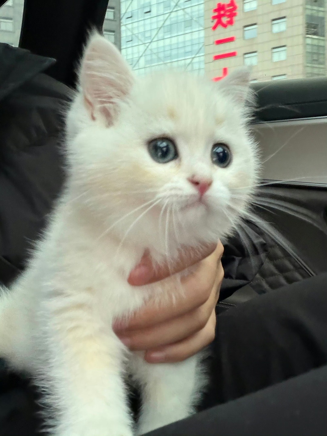 天哪真正的神仙颜值猫猫🐱pel周决热血再燃 2026pel春季赛