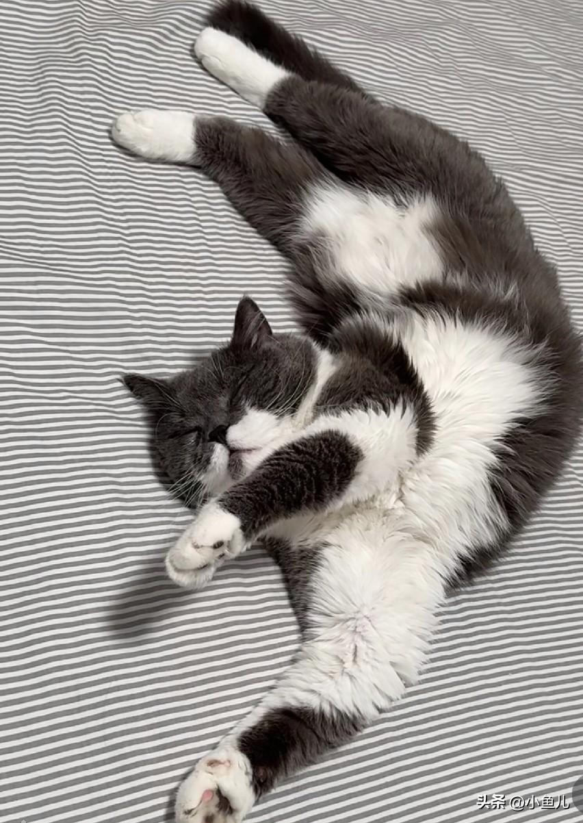你家的小猫睡觉姿势是什么样子呢?
亲，我家猫睡觉姿势主打一个毫无形象😂
谁能看