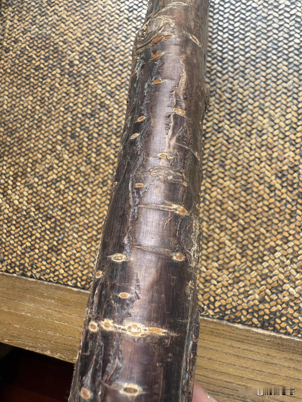 黑皮重瓣樱花木短棍。日本有一种工艺是用樱木的树皮平整后贴在木器上，长久使用，樱树