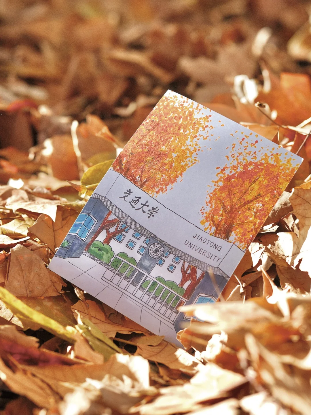 梧桐叶铺满了整条路