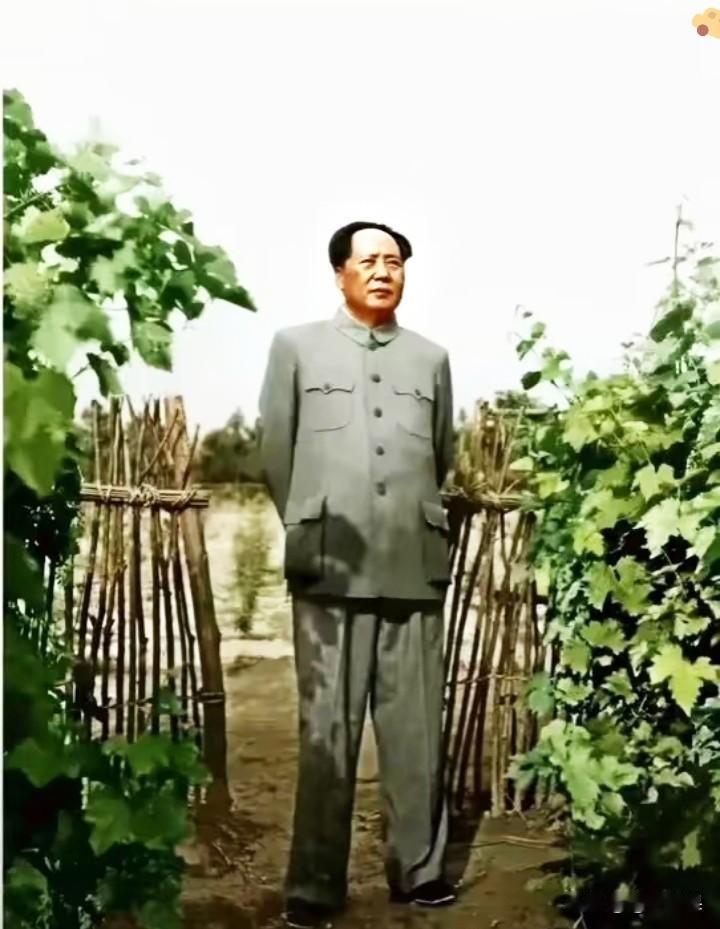 1951年初夏的风真暖啊！紫燕绕着农舍飞，毛主席在百忙里特意到北京郊区看老乡，车