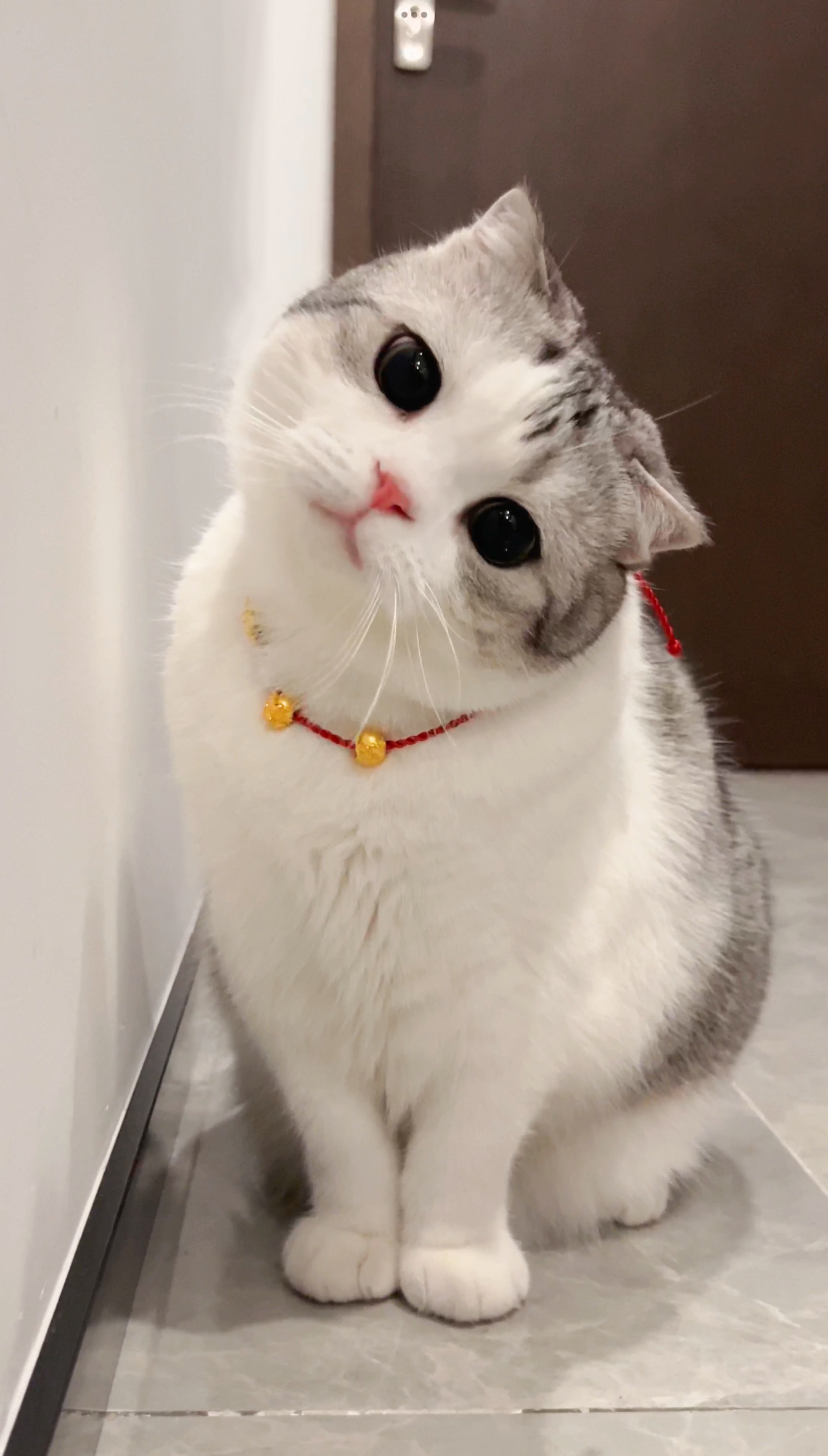 泡芙的🍠又更新了，截图给大家放这里啦！快去看视频版[爱慕]完全是一只富贵哈基咪