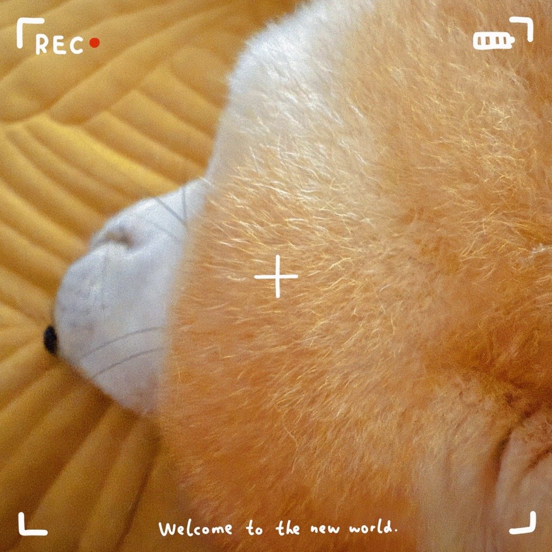 这个夏天他有点多灾多难🐕 ​​​